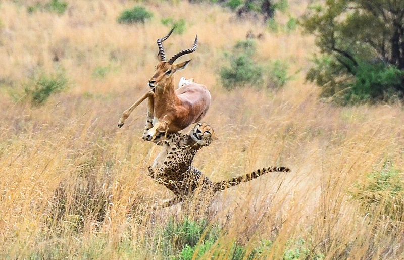 摄影师南非捕捉到猎豹冲刺捕猎瞬间