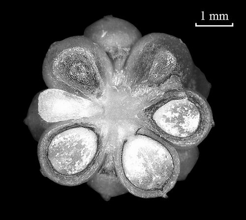 一个有趣的胡椒新种被发现了，具有很强独特性，形态类似水晶