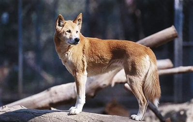 澳洲野犬的祖先竟是9900年前东亚已被驯化的家犬