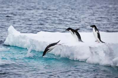 南极固定冰数据为南极研究提供重要支持