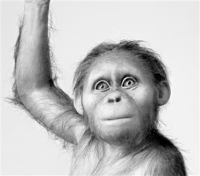 生活在300万年前的人类祖先大脑与类人猿相似但发育缓慢