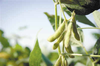 黄淮海区域的大豆是如何“走遍世界都不怕”的呢？“双胞胎”基因很关键