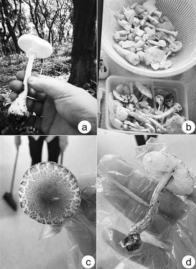 一种蘑菇可能含有多种毒素 借助专业仪器才能精准识毒