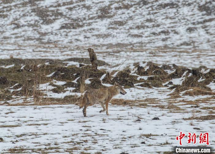 四川首个狼生态保护监测站在若尔盖成立