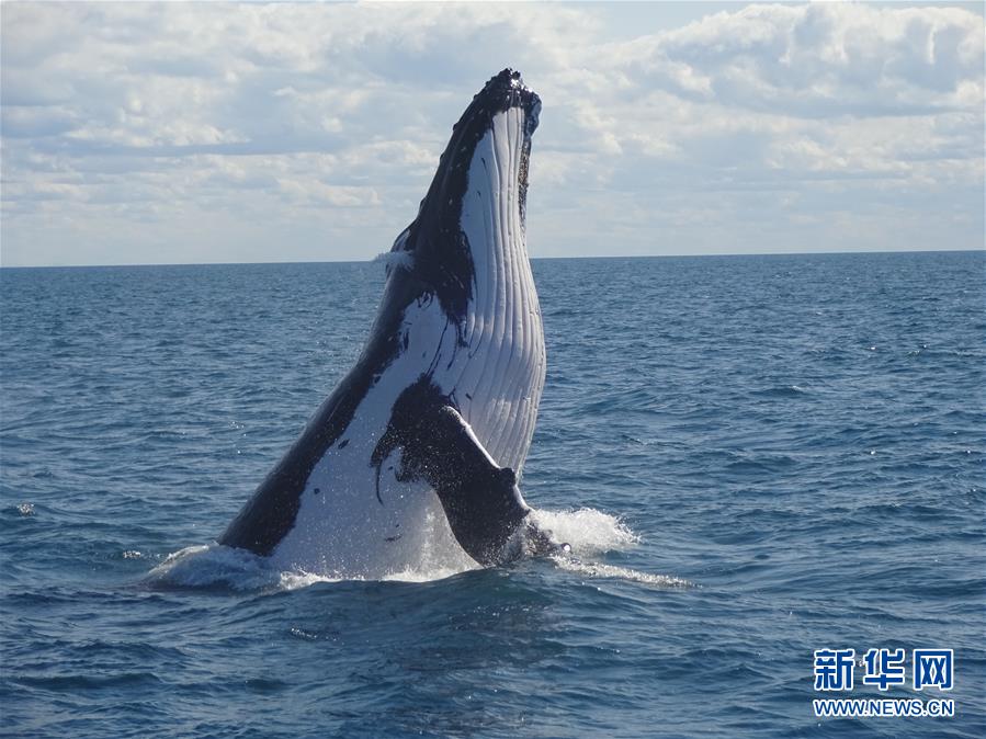 澳大利亚研究：鲸鱼喷出水柱成分或可显示健康状况