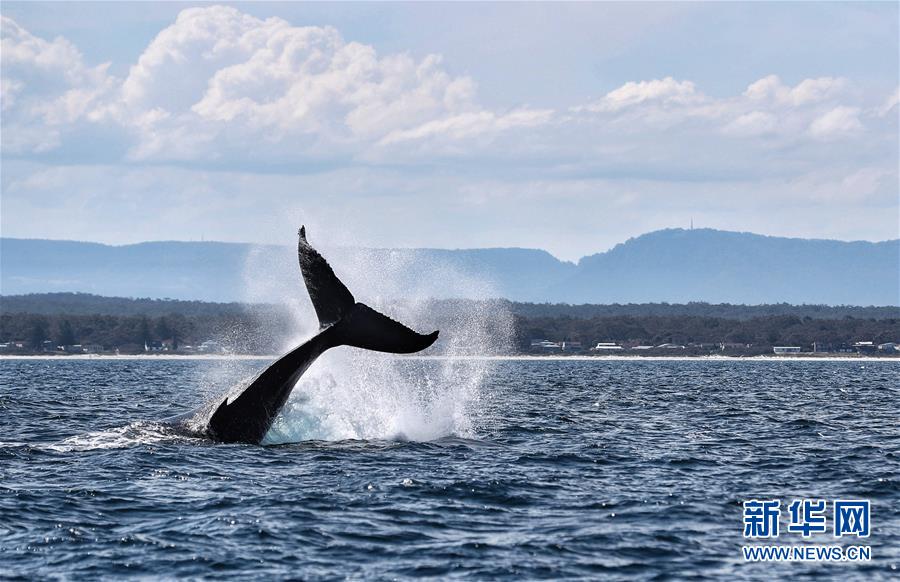 澳大利亚研究：鲸鱼喷出水柱成分或可显示健康状况