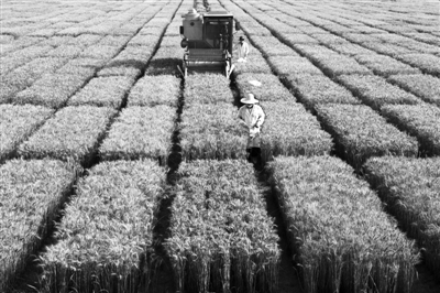 北京杂交小麦的丰收“秘诀”