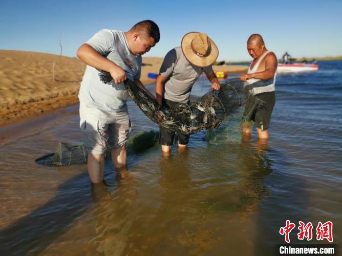 在库布其沙漠里养螃蟹 内蒙古牧民找到致富新路径