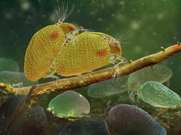 南京古生物所等揭秘一亿年前介形虫的有性生殖行为