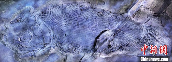 中国发现2.44亿年前“云南暴鱼” 为世界最古老疣齿鱼科鱼类
