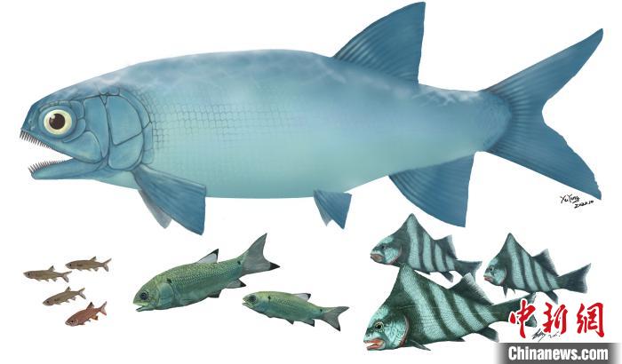 中国发现2.44亿年前“云南暴鱼” 为世界最古老疣齿鱼科鱼类