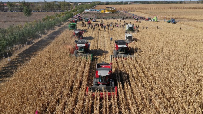 玉米机械粒收创东北新纪录，农民在“田间课堂”学了啥？
