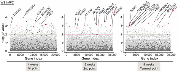 中科院动物所等开发延缓衰老的&ldquo;基因疗法&rdquo;