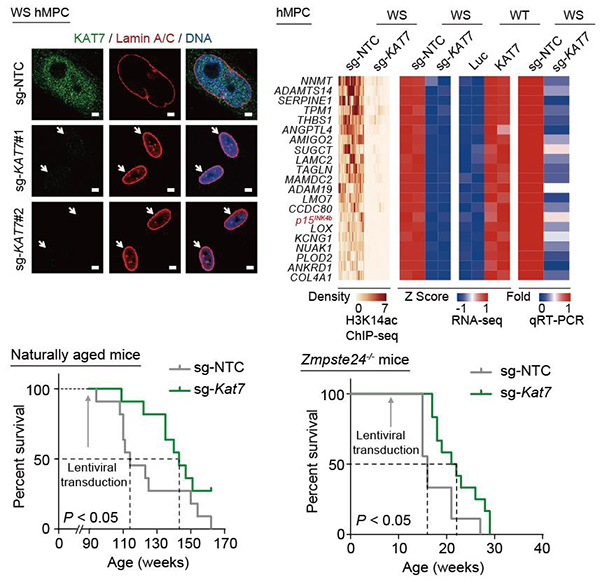 中科院动物所等开发延缓衰老的&ldquo;基因疗法&rdquo;