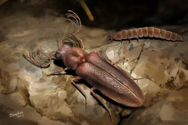 科学家在缅甸琥珀中发现一亿年前“萤火虫”