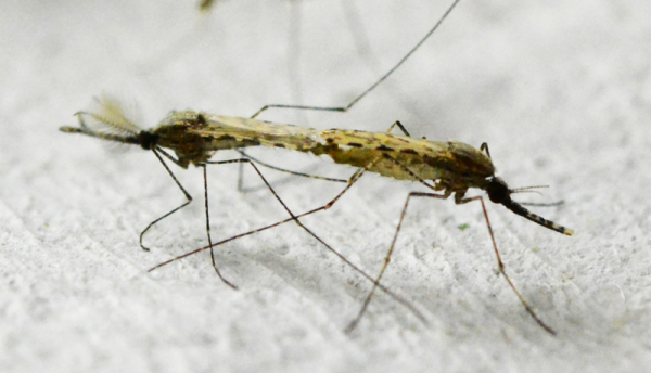 科学家揭示疟疾媒介按蚊婚飞和求偶的奥秘