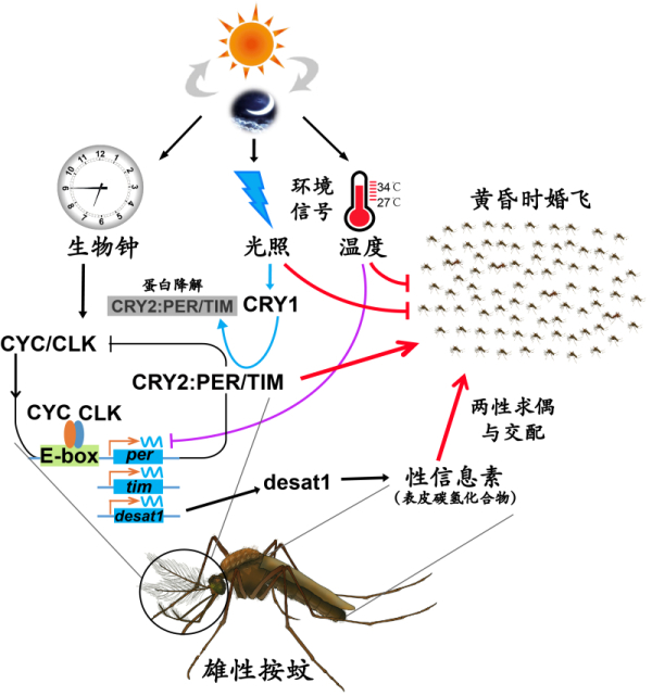 科学家揭示疟疾媒介按蚊婚飞和求偶的奥秘