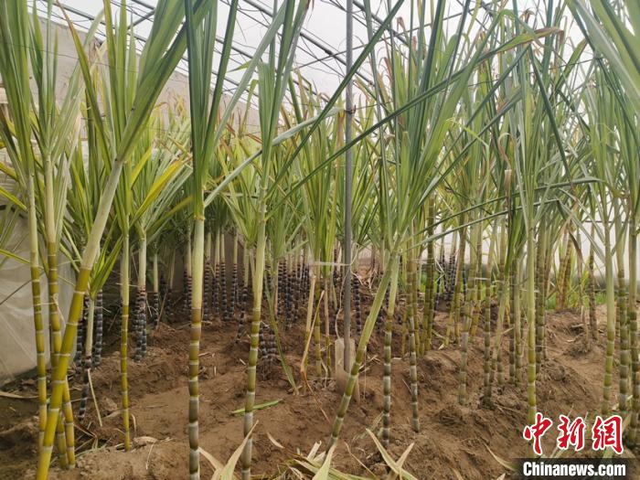(孙睿张丹丹)"柴达木盆地腹地成功种植甘蔗,不仅调整了产业结构,还