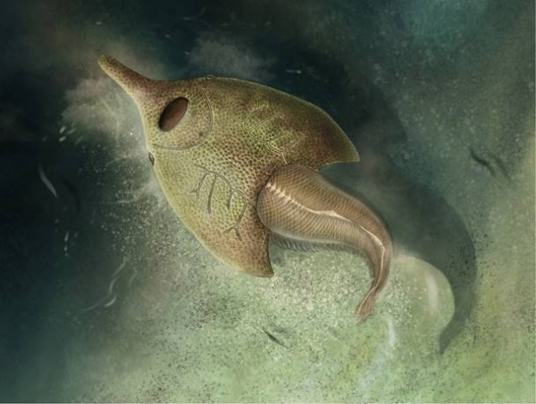 云南曲靖发现4.1亿年前目前已知最原始的鸭吻鱼类