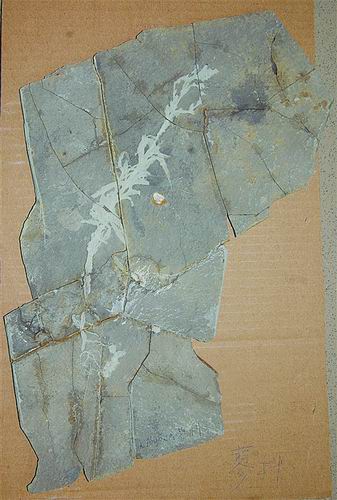 最早完整保存单子叶植物化石问世