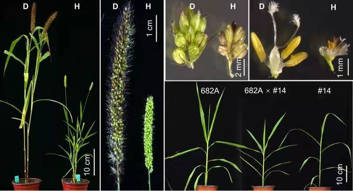 加速育种效率!作科所成功诱导获得谷子单倍体