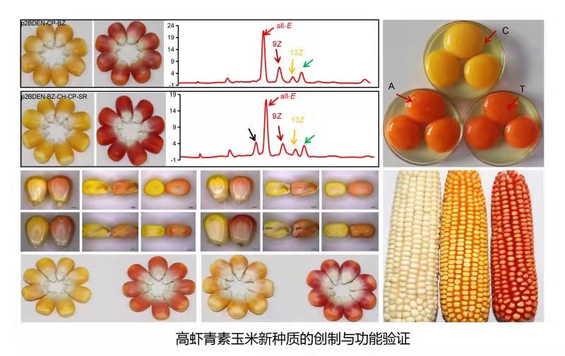 高虾青素玉米新种质的创制与功能验证