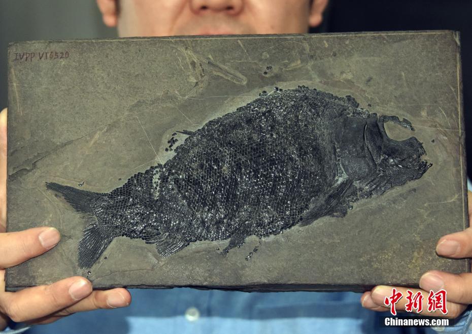 中国科学家研究新发现2.44亿年前“盘州暴鱼”