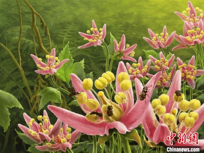 甲虫为早期高等被子植物传粉的生态复原图。南古所 供图 