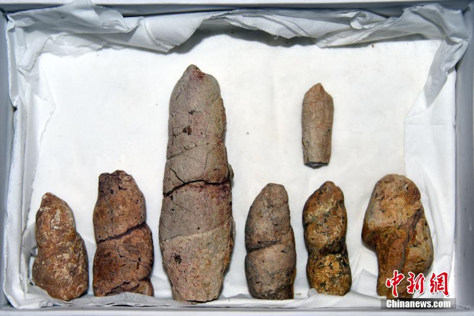 中科院团队首次研究揭秘蒙古国约1.3亿年前粪便化石