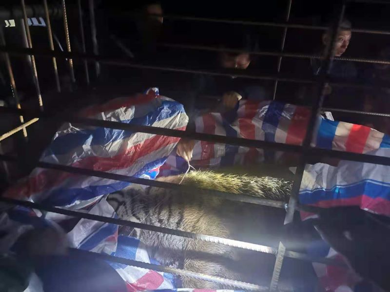 专家揭秘如何制服“进村猛虎”