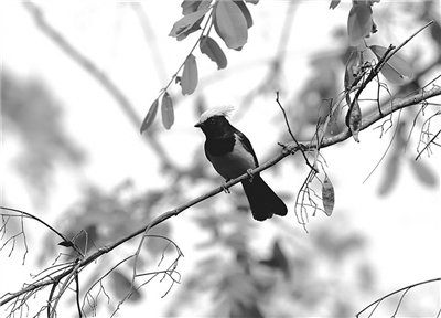 云南小黑山发现罕见冕雀 保护区内鸟类物种增至298种
