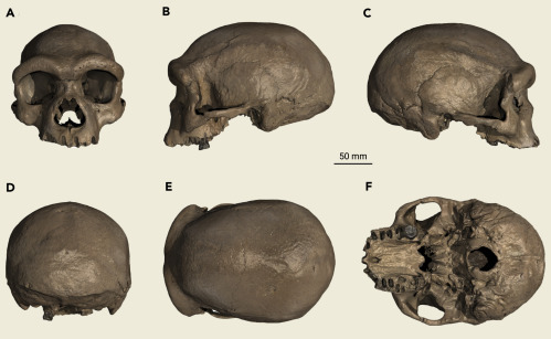 半岛体育app中英科学家对外公布发现了一种新的古人类“龙人”(图1)
