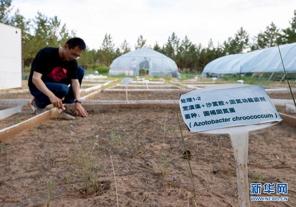 毛乌素沙地科研忙