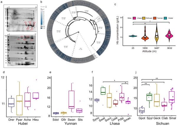 水生所从血氧系统分子层面揭示高原鱼类低氧适应的新机制