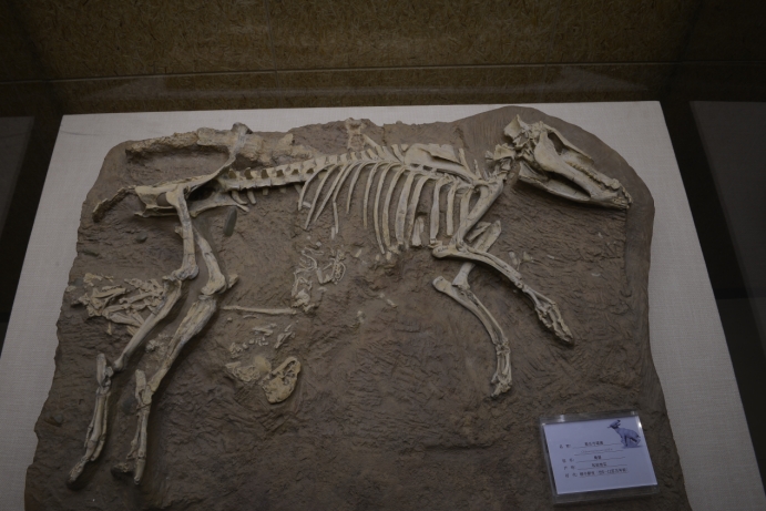 和政古动物化石博物馆供图