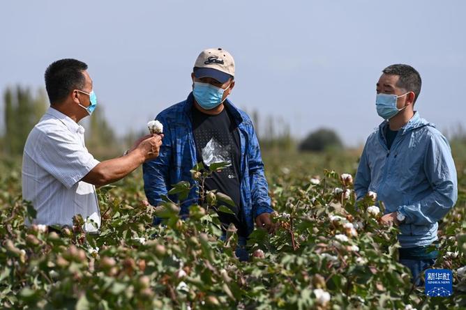 首批按“中国标准”生产的棉花进入审核认证环节