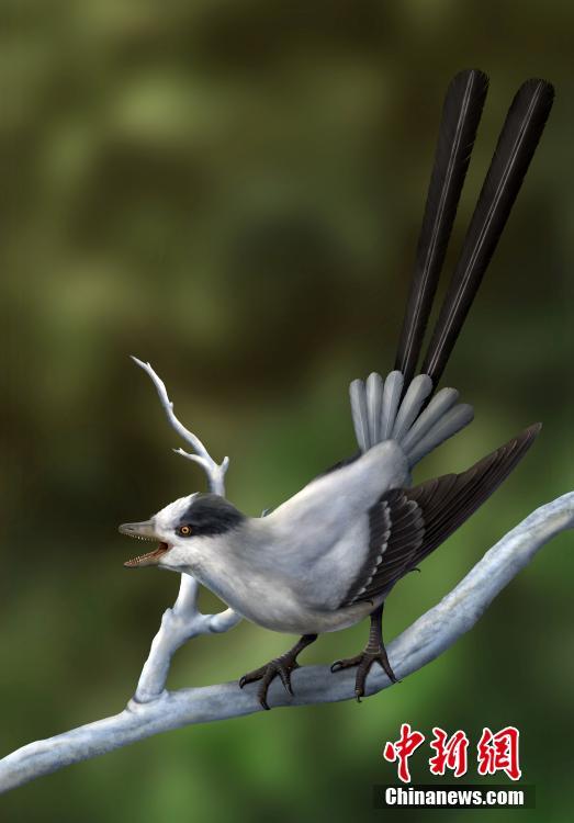 1.2亿年前的“雅尾鹓鶵” 揭秘“性选择”影响鸟类尾羽之谜