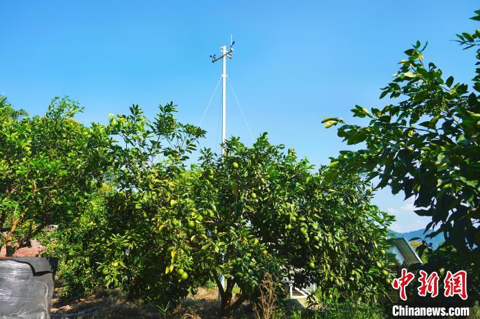 柑桔树上结出“智慧果” 国家级柑桔研究所用“数”赋“智”