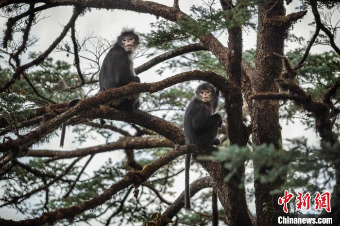 怒江金丝猴发现10年种群数量升至250只左右