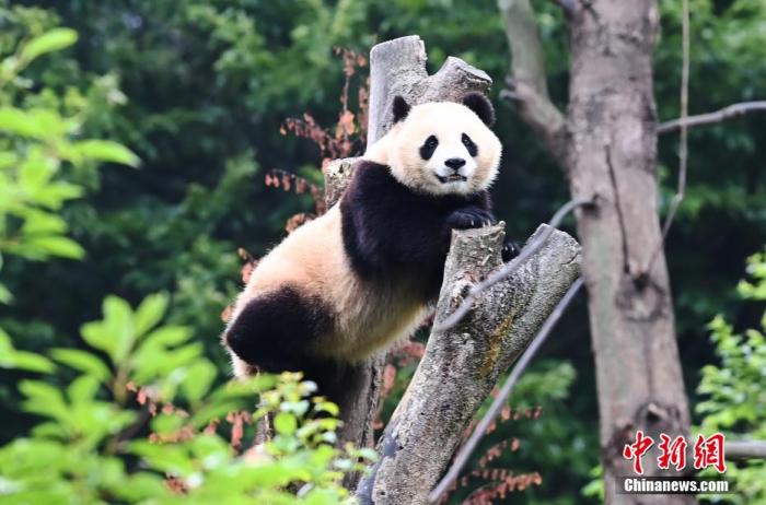 中国保护生物多样性 大熊猫等濒危物种种群数量不断增加