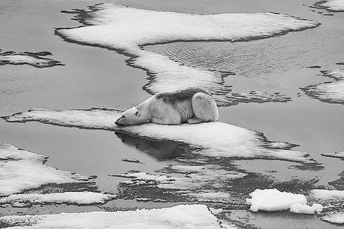 北极海冰面积创今年新低