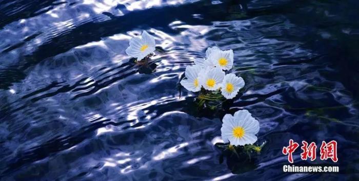 泸沽湖上的“水性杨花”。赵发园 摄