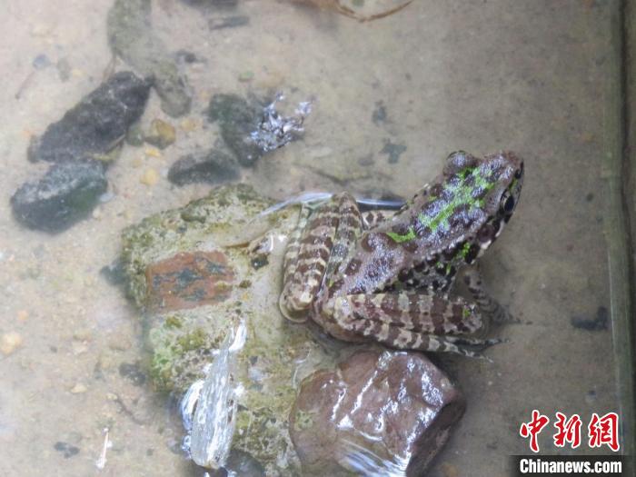 生物多样性“家谱”扩容杭州桐庐发现低危新记录种天目臭蛙