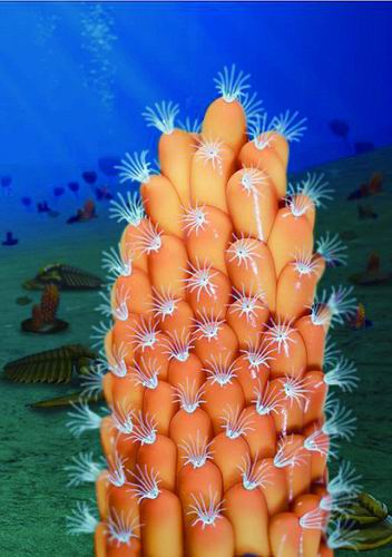 科学家发现地球最早的苔藓虫化石