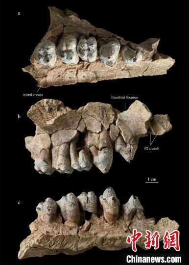 中国科学家新发现约4500万年前原始偶蹄类“二连豨”化石