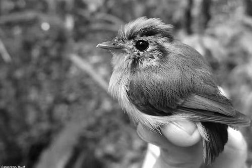 科学家研究亚马孙鸟类：为何越长越小？