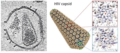 高分辨率艾滋病病毒衣壳结构图确定