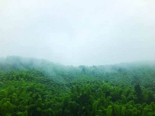 中科院华南植物园揭示氮沉降和降雨量增加对树木生长影响