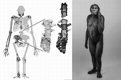 科学家揭秘最完整古人类脊椎化石