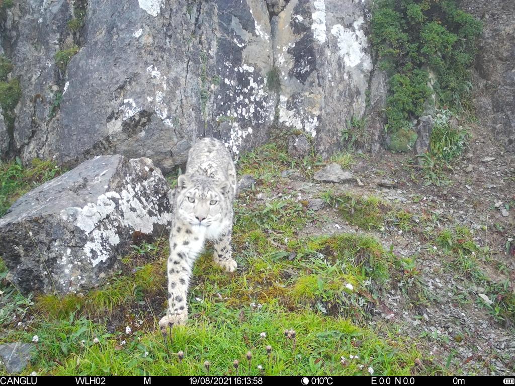 大熊猫保护惠及保护区内其他野生动植物